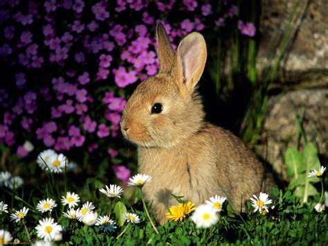 bunnies animals rabbits wallpapers hd desktop  mobile backgrounds