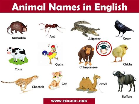 animals  list  english    pictures   engdic