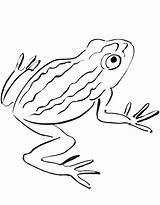 Rospo Anfibi Toad Rospi sketch template
