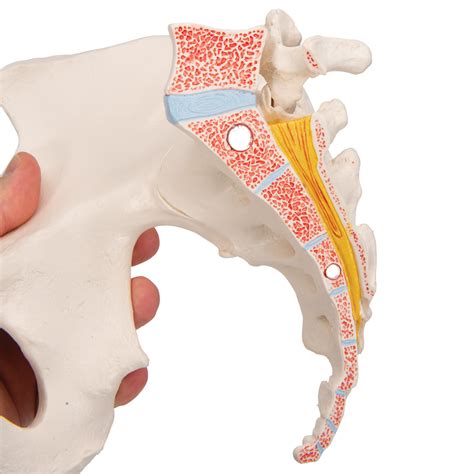 Anatomical Teaching Models Plastic Human Pelvic Models