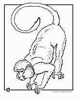 Monkey Coloring Pages Animal Rainforest Animals Print Jr Cartoon Clipart Realistic Drawing Monkeys Colouring Jungle Animaljr Clip Orangutan Baboon Baboons sketch template