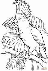 Cockatoo Coloring Pages Crested Sulfur Printable Bird sketch template