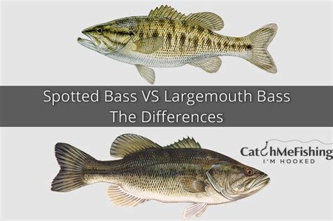 Spotted Bass Vs Largemouth Bass The Key Differences