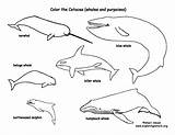 Coloring Whales Cetacea Dolphins Sponsors Wonderful Support Please sketch template