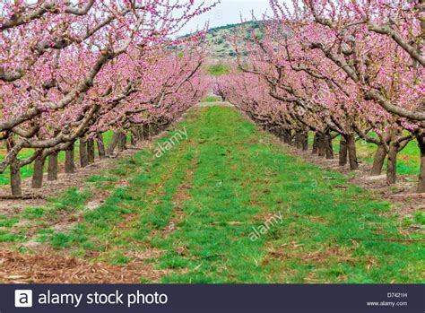 cherry orchard google search   cherry orchard orchard farmland