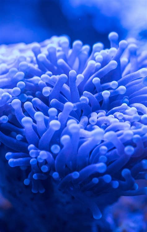 wallpaper blue coral plants underwater lg  lg