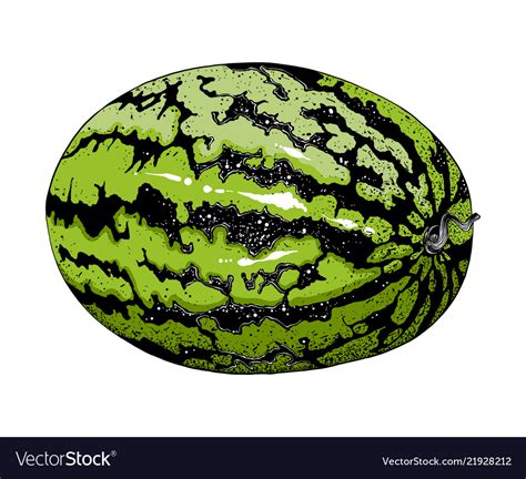 hand drawn sketch  watermelon  color isolated vector image
