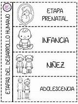 Etapas Vida Pubertad Preescolar Ciclo Adolescencia Hojas Trabajar Humana Segundo Teachers Didacticas Alfabeto Desarollo Lapbook Escolares Sobre Etapa Fases Temas sketch template