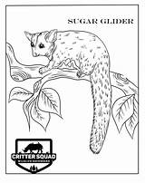 Glider Mammal sketch template