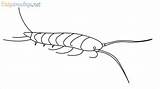 Silverfish Easydrawings sketch template