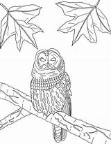 Barred Owl sketch template