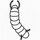 Inchworm Silkworm Worm Icon Grub Drawing Larva Caterpillar Looper Getdrawings sketch template