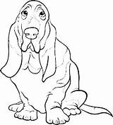 Basset Hound Dog Coloring Cartoon sketch template