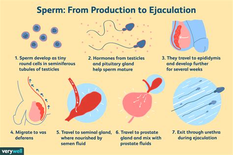 What Your Semen Says About Your Health Nutrition Line