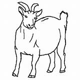 Goat Coloring Pages Pregnant Chibi Standing Feet Two Colorluna sketch template