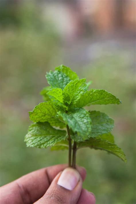 8 home grown plants for naturally glowing skin mindbodygreen