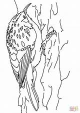 Creeper Colorir Trepadeira Ptaki sketch template