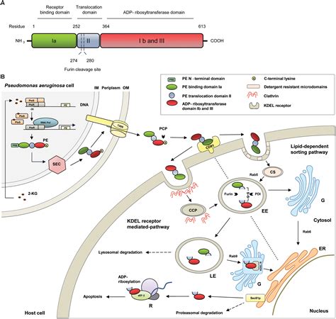 Frontiers Pseudomonas Exotoxin A Optimized By Evolution For