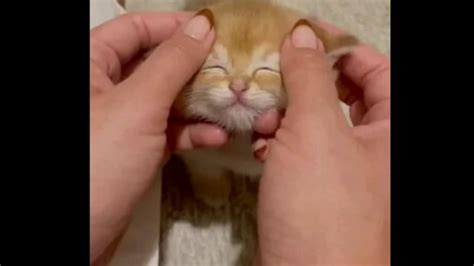 video of tiny cat getting a face massage is oddly relaxing to watch