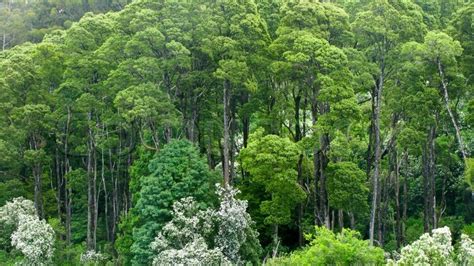 australian rain forest seen from above stock image colourbox
