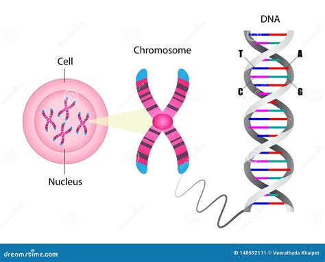 Diagrama De La Estructura Del Cromosoma Y Del Adn Ilustración Del