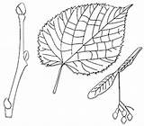 Basswood Tree Leaf Leaves Ostermiller Fruit sketch template