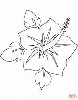 Hibiscus Coloring Flower Pages Printable Blooming Supercoloring Flowers Drawing Categories sketch template