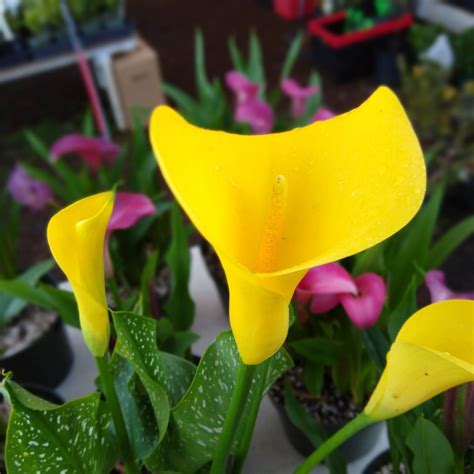 calla lilies esp nursery