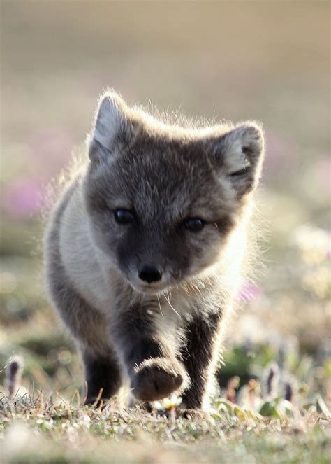 arctic fox pup fox pups animal planet animals wild