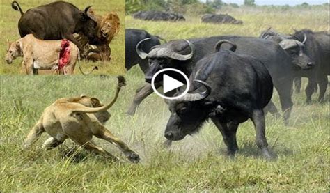 buffalo kills lion blogsupermovie