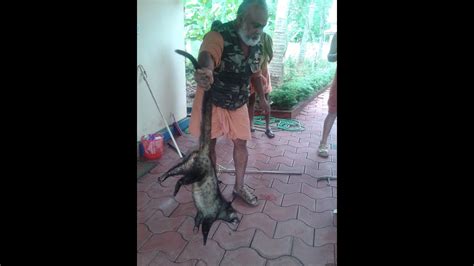asian palm civet attacking top porn images