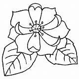 Magnolia Coloring Flower Pages Getcolorings Color Printable Getdrawings sketch template