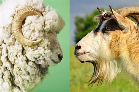 head to head goat vs sheep modern farmer