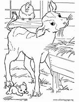 Coloring Calf Pages Baby Cute Farm Cows Printable Calves Barn Colouring Print Kids Fun Animals Color Hay Book Eating Template sketch template