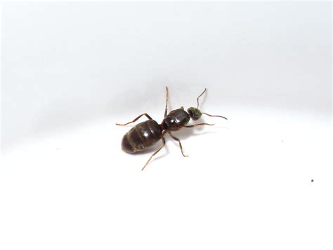 bugblog queen ant  spider dinner