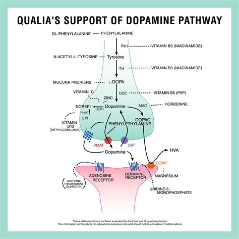 dopamine  dopamine precursors dopamine dopamine receptor cognitive enhancement