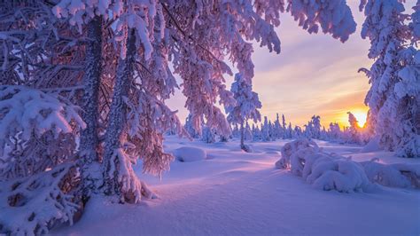 hintergrundbilder natur winter sonnenuntergang baeume schnee