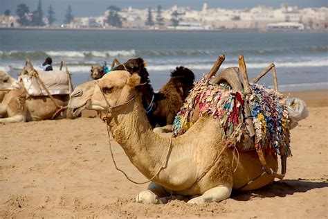 marrakech to essaouira from city to the beach travel