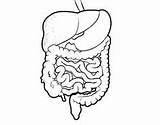 Digestivo Humano Aparato Organos Digestive Plantillas Sistemas Actividades Seç Pano Seleccionar Kaynak sketch template