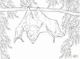 Bats Flughund Ausmalbild Rodrigues Insects Coloringareas Dentistmitcham sketch template