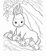 Coloring Rabbit Pages Kids Printable sketch template