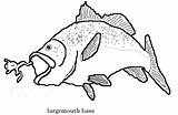 Bass Coloring Pages Largemouth Smallmouth Boat Drawing Pro Fish Fishing Mouth Silhouette Large Shop Color Jumping Getdrawings Water Getcolorings Unique sketch template