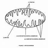Mitochondria Chloroplast sketch template
