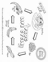 Frog Cycle Life Coloring Plant Pages Print Drawing Worksheet Color Clipart Frogs Worksheets Getdrawings Kindergarten Popular Return Library Graphics sketch template
