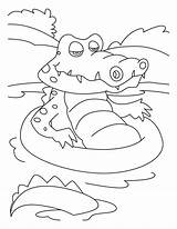 Coloring Crocodile Animals Pages Alligator Printable Kb Coloriage Printablefreecoloring sketch template