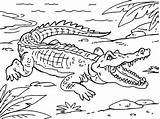 Crocodile Coloringpages4u sketch template