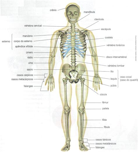 albumes  foto esqueleto humano vista anterior  posterior mirada tensa