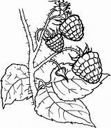 Coloring Berry Pages Fruit Ausmalbilder Obst Beeren Berries Blackberry Drawing Printable Ausmalen Zum Fruits Gratis Raspberries Früchte Und Colouring Designlooter sketch template