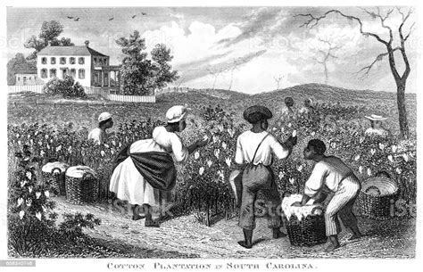Cotton Plantation Usa Engraving 1873 Stock Illustration Download
