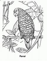 Rainforest Coloringhome Biome Getdrawings sketch template